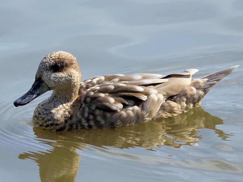 Marbled Teal Duck Images