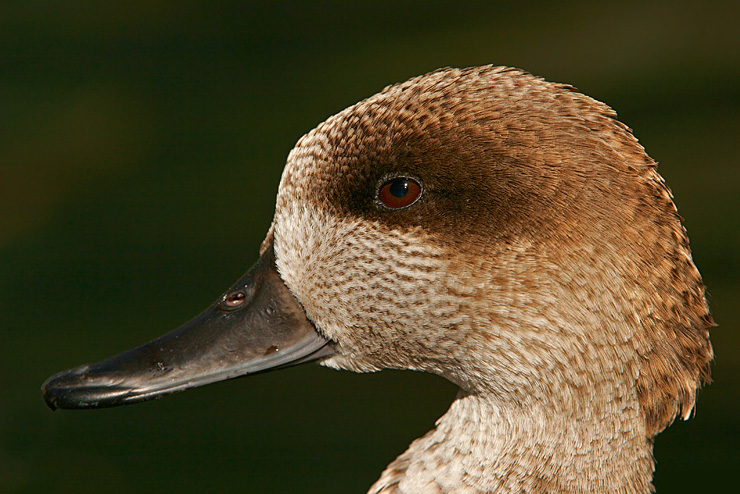 Marbled Teal Face Pictures