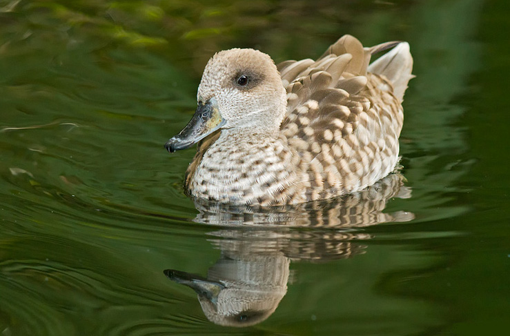 Marbled Teal Indian Duck Gallery