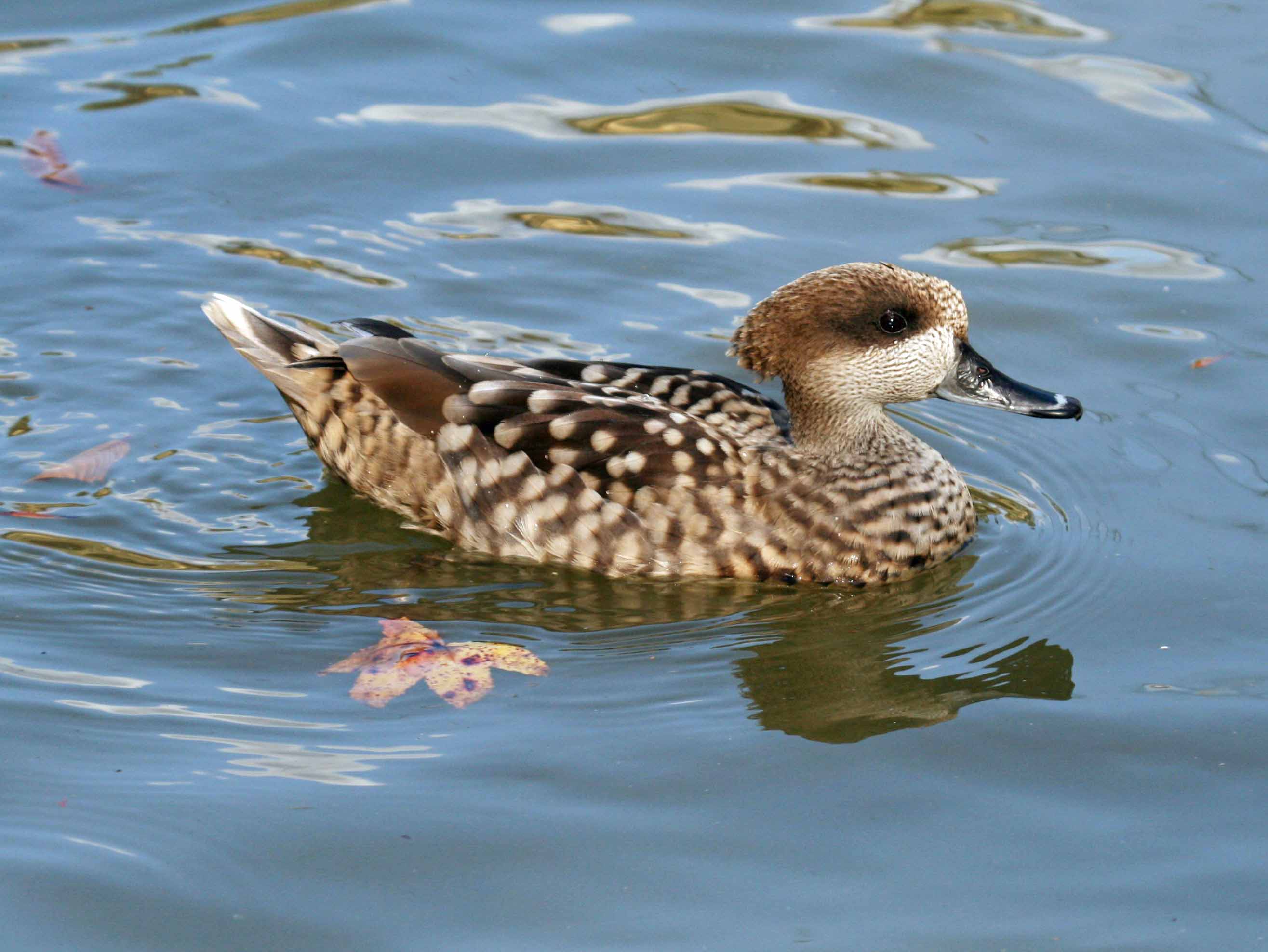 Marbled Teal Male Photos