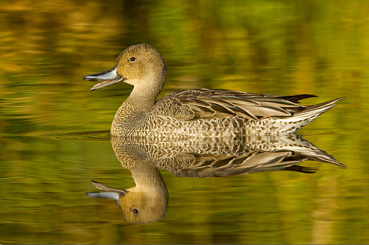 Northern Pintail Female Pictures