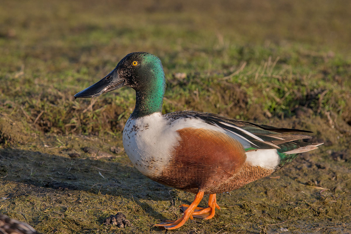 Northern Shoveler Duck Images