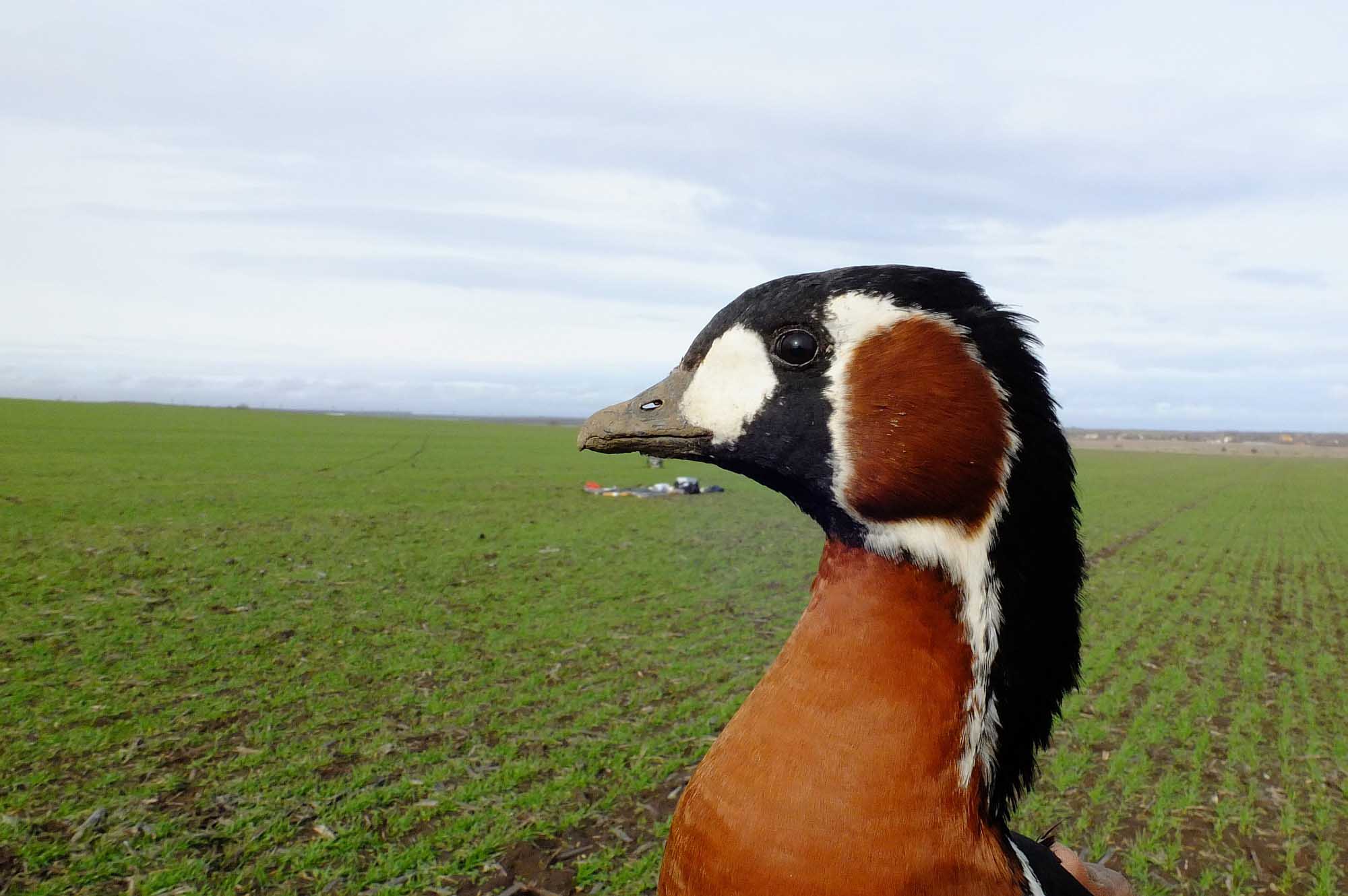 Red Breasted Goose Face Images