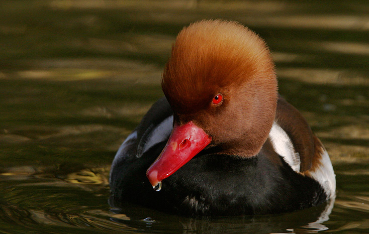 Red Crested Pochard Male Photos
