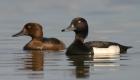 Tufted duck image