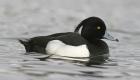 Tufted duck pic