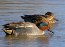eurasian teal pictures