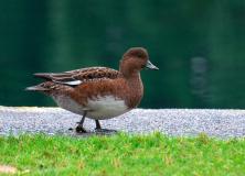 eurasian wigeon pictures