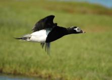 long tailed duck pictures