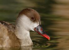 red crested pochard pictures