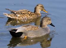 gadwall pictures