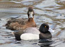greater scaup pictures