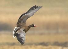 lesser white fronted goose pictures