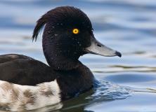 tufted duck pictures