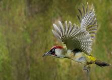 woodpecker bird pictures