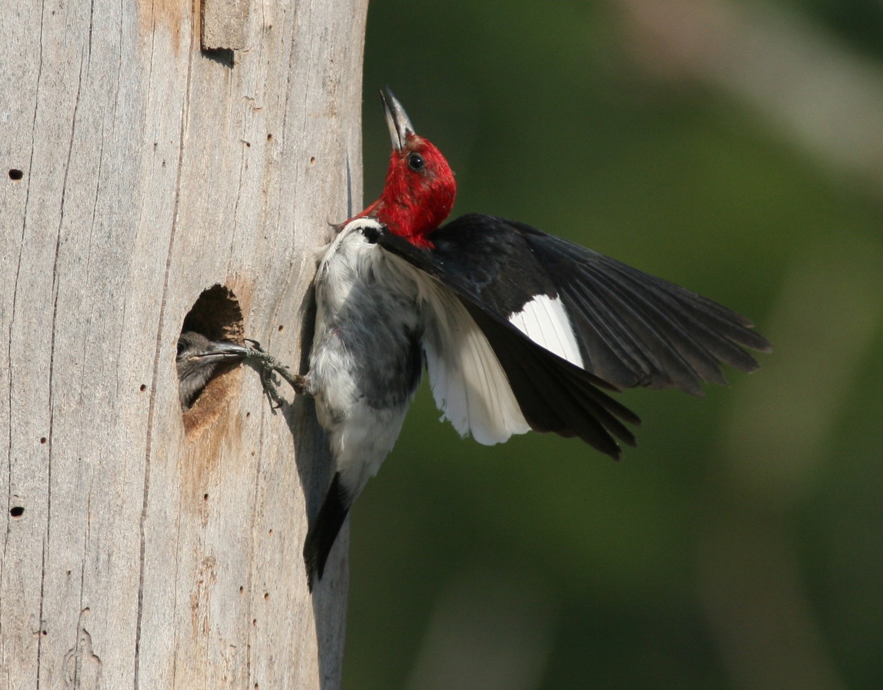 Woodpecker Bird Flying Pictures