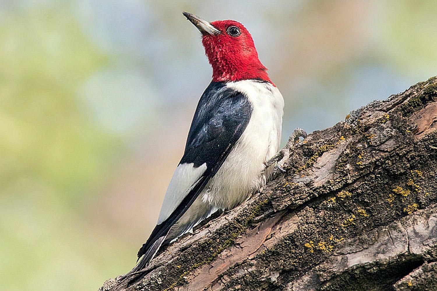 Woodpecker Bird Image