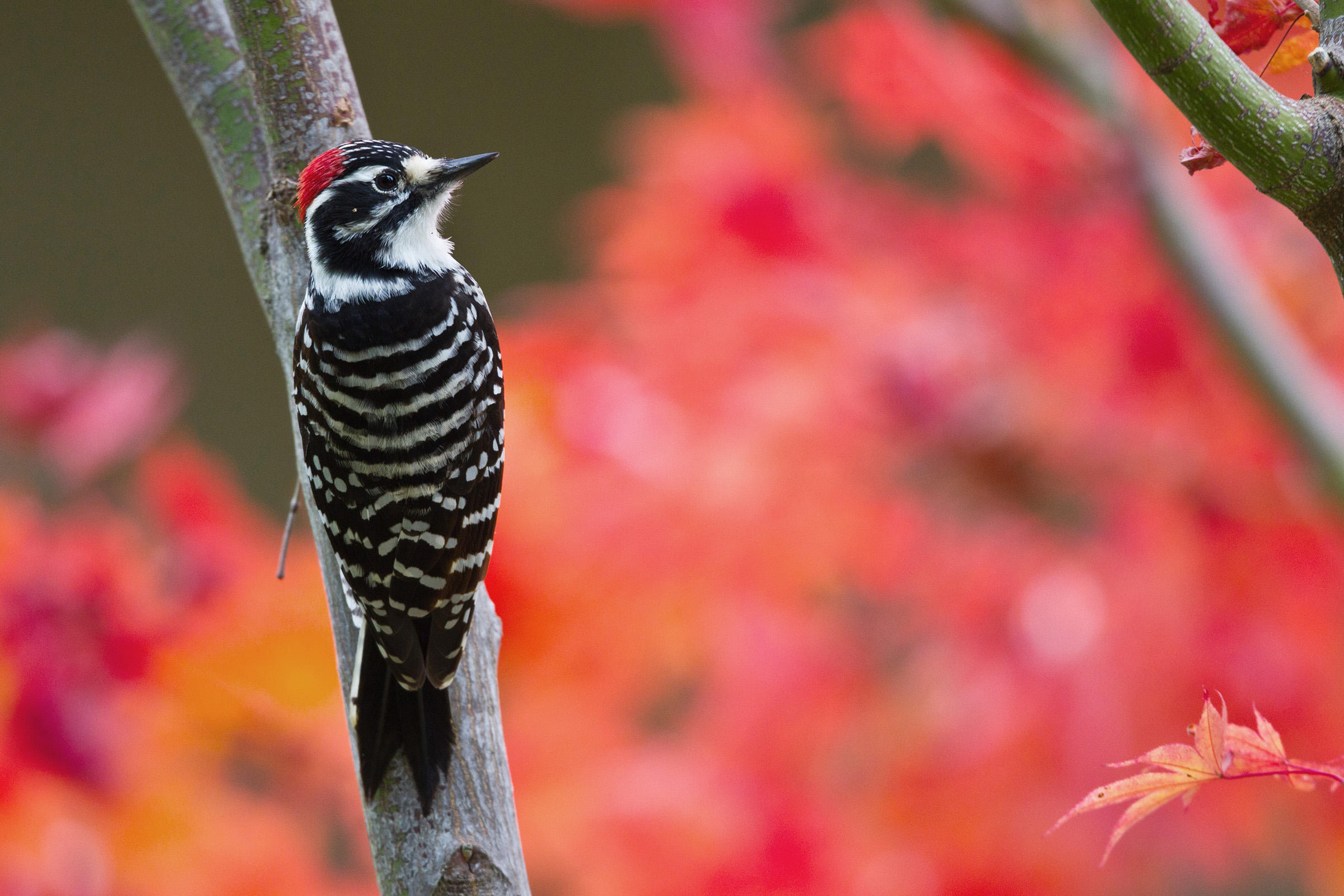 Woodpecker Bird Photos