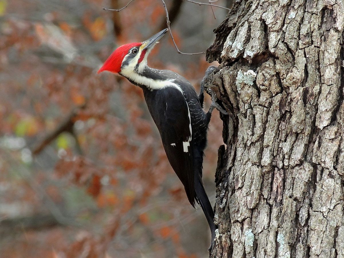 Woodpecker Bird Pictures