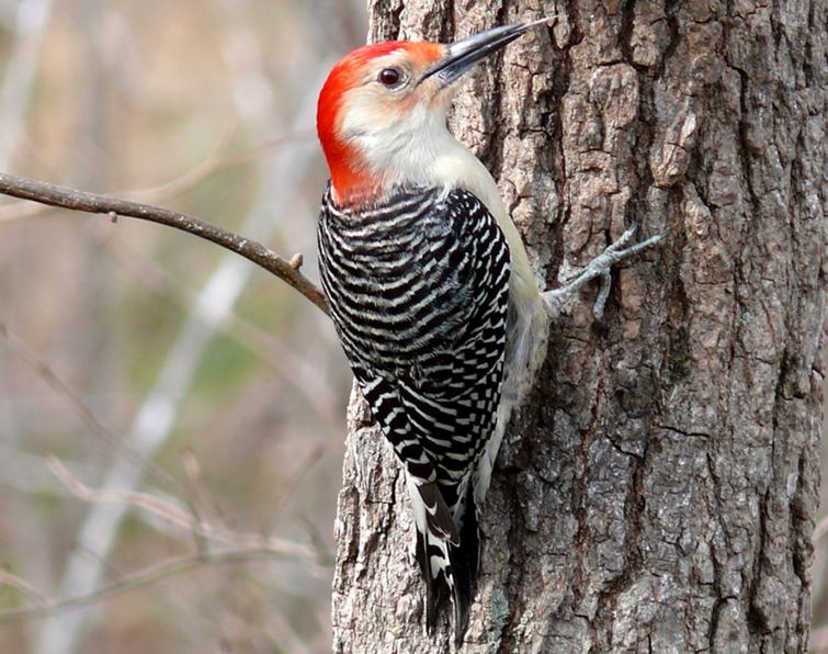 Woodpecker Bird Wallpaper