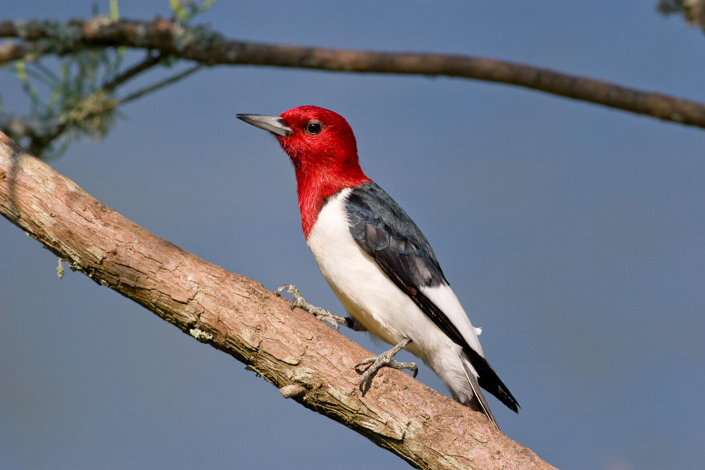 Woodpecker Cute Bird Photos