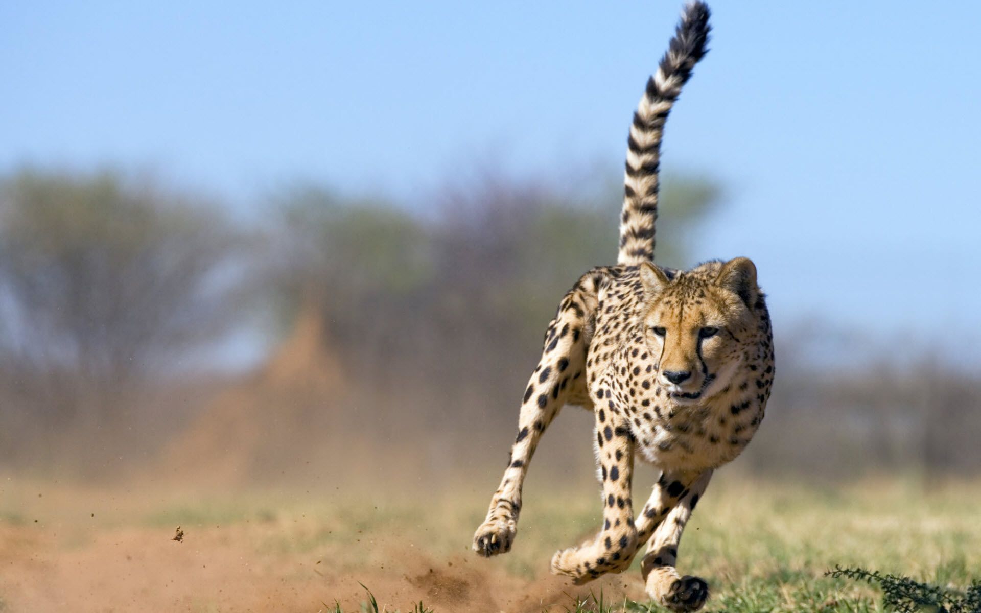 Cheetah animal desktop hd photos