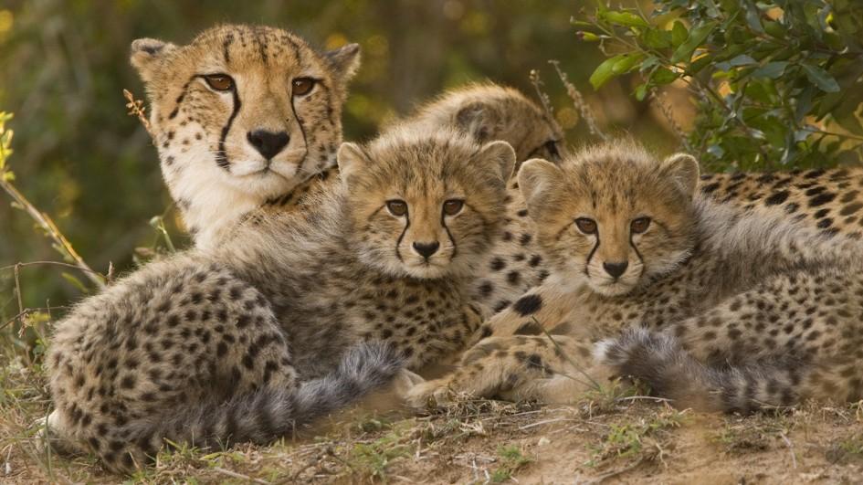 Cheetah Animal Hd Image