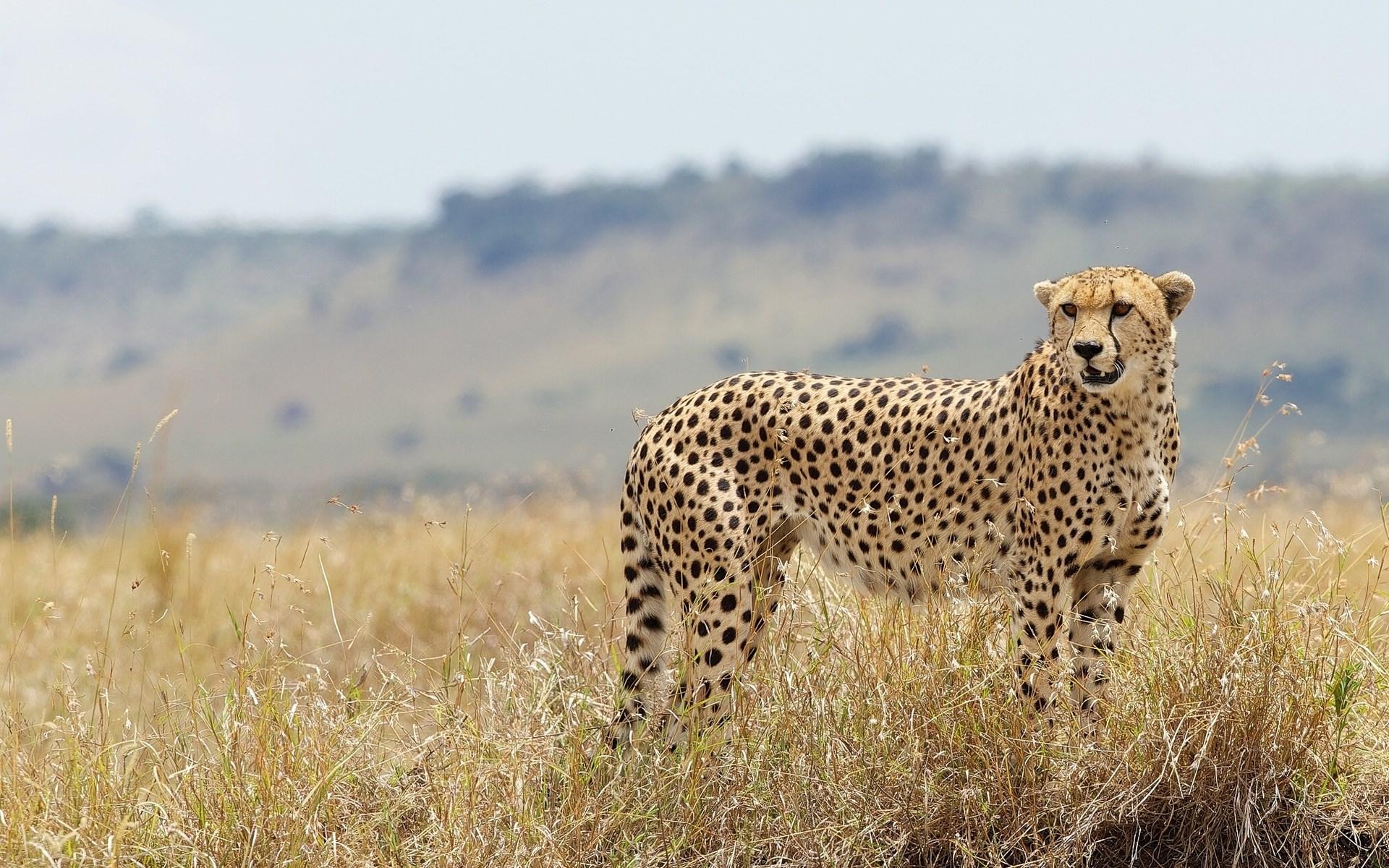 Cheetah Animal Hd Photos