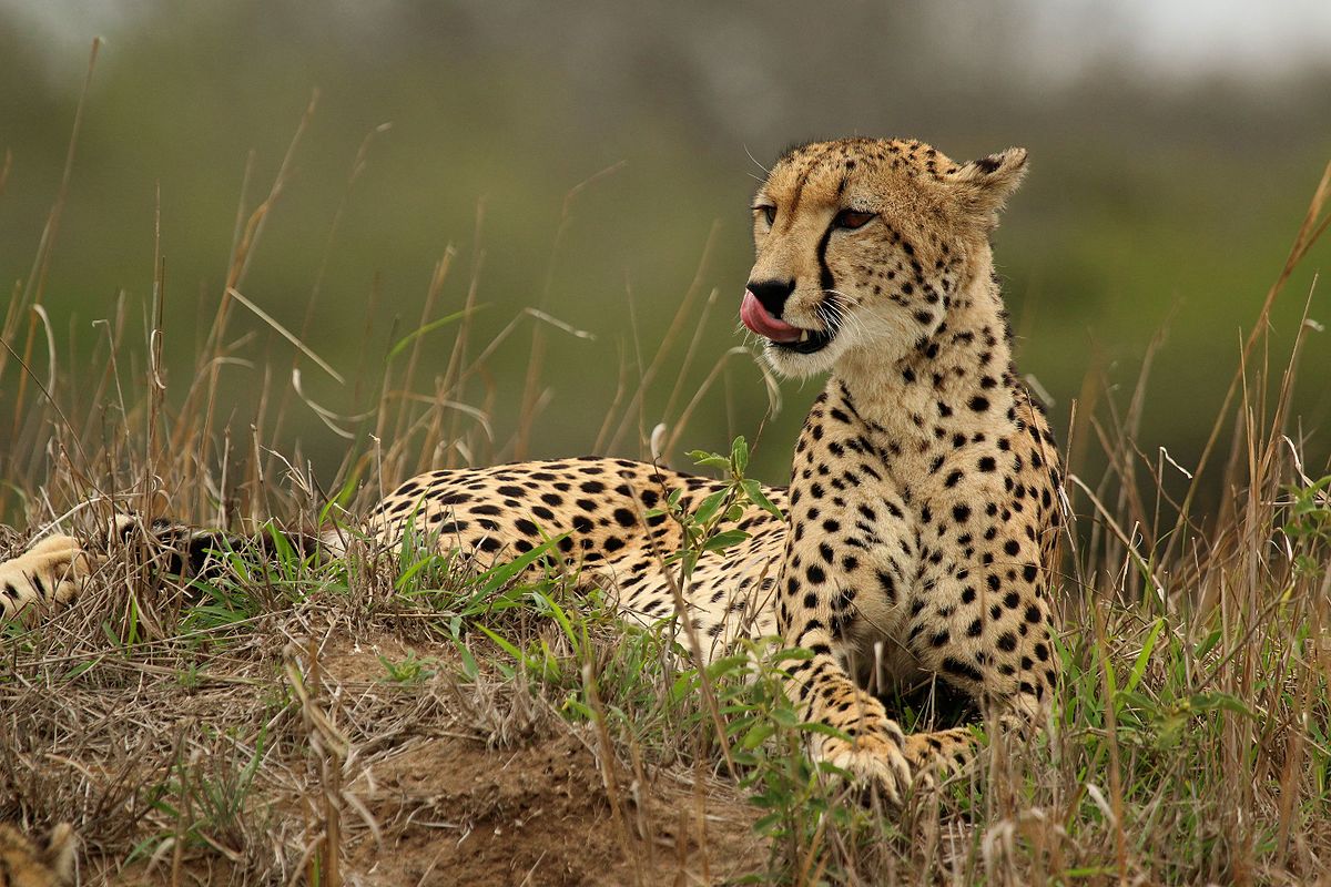 Cheetah Animal Pictures