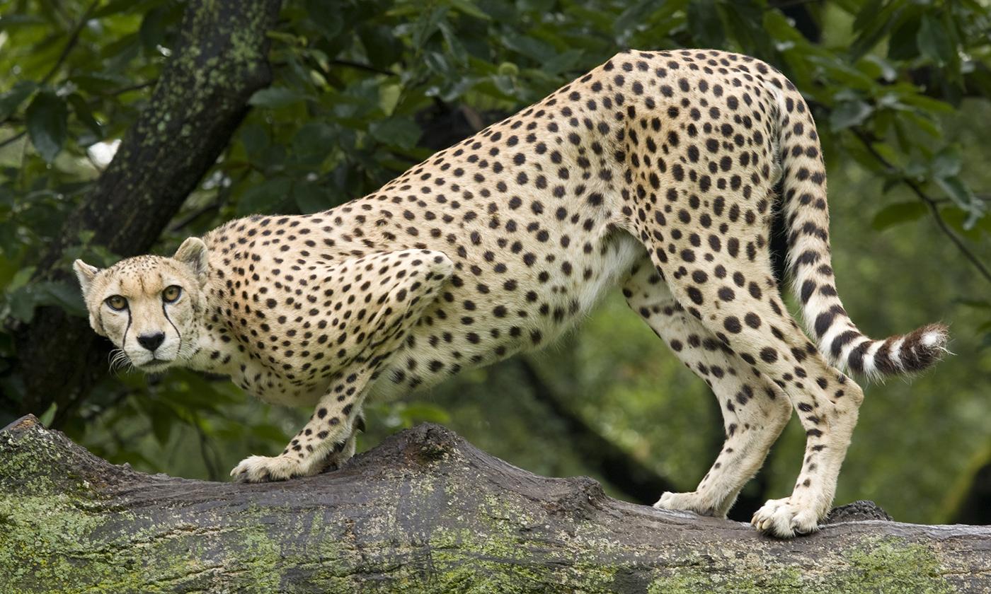 Cheetah Animal Wallpaper