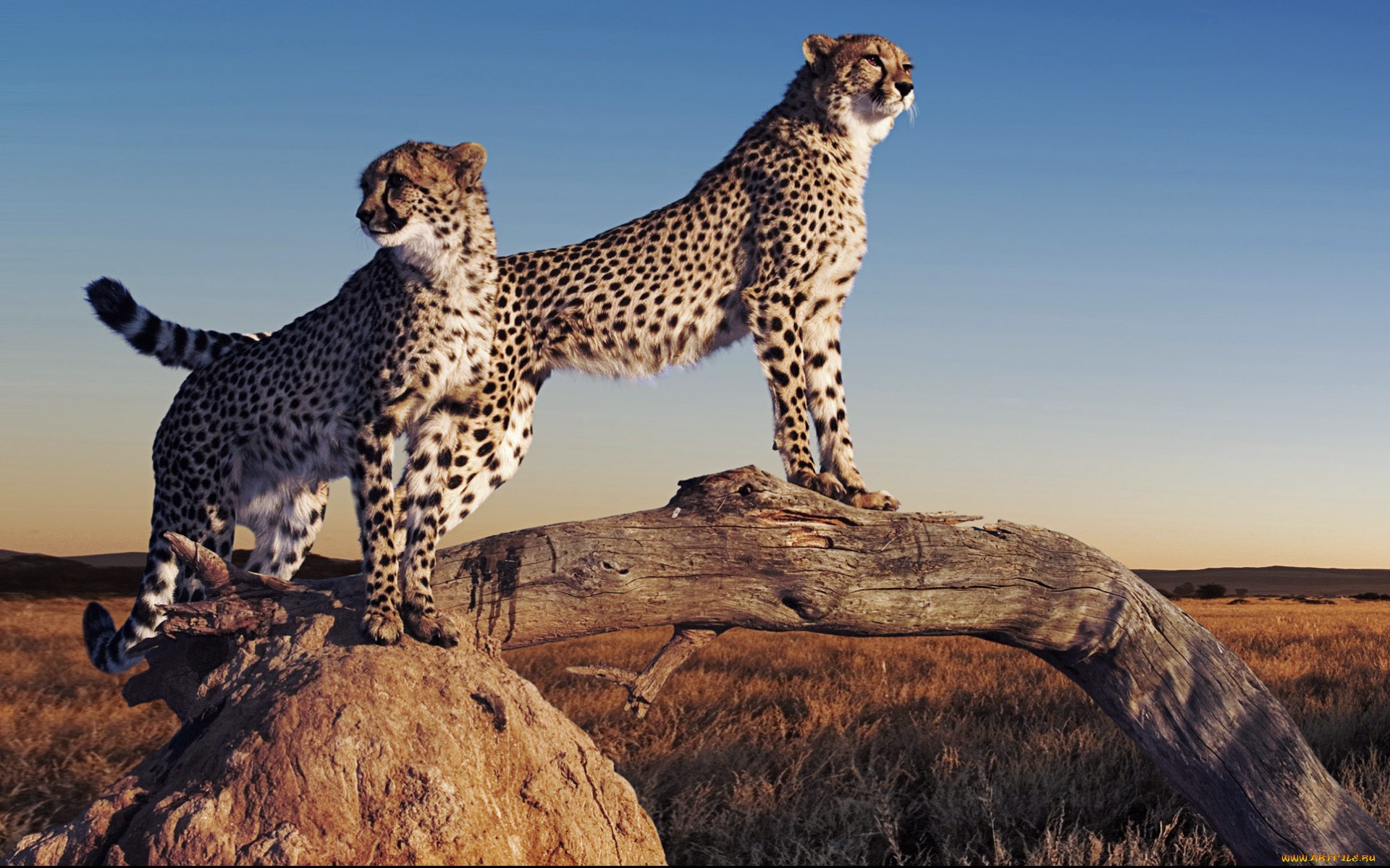 Cheetah desktop wallpaper