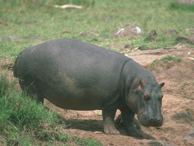 Hippo Animal Fotos