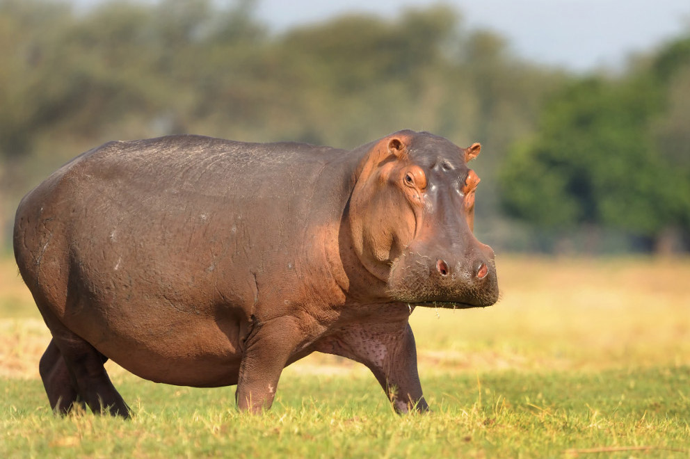 Hippo Animal Image