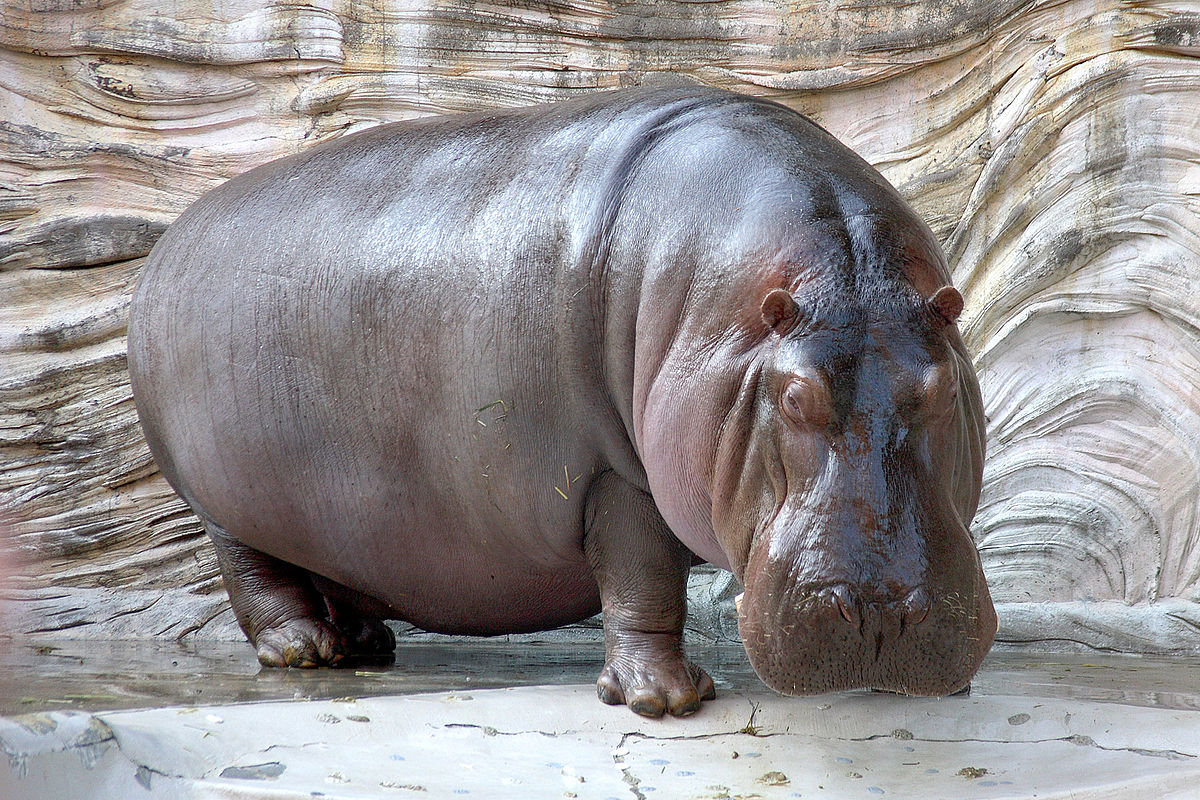 Hippo Animal Pictures