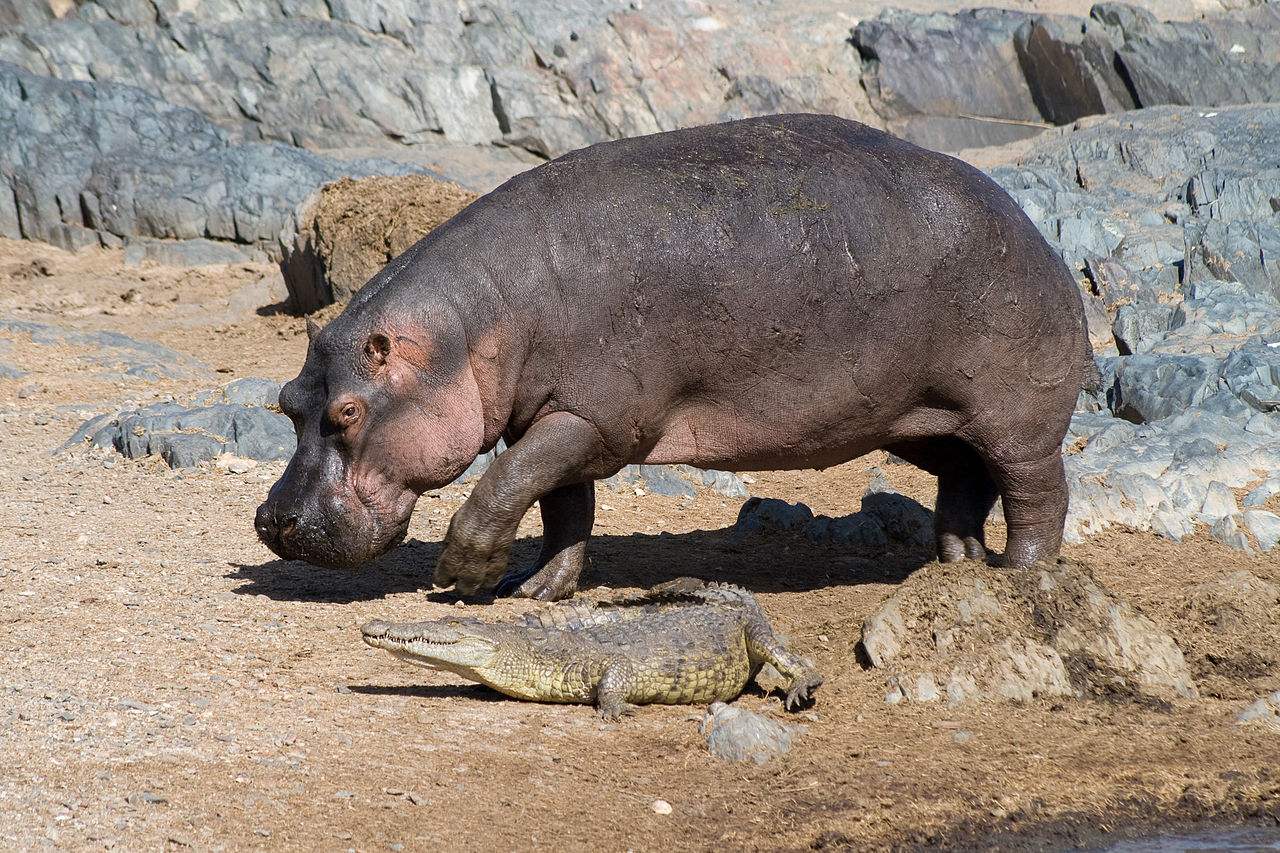 Hippo Animal Wallpaper