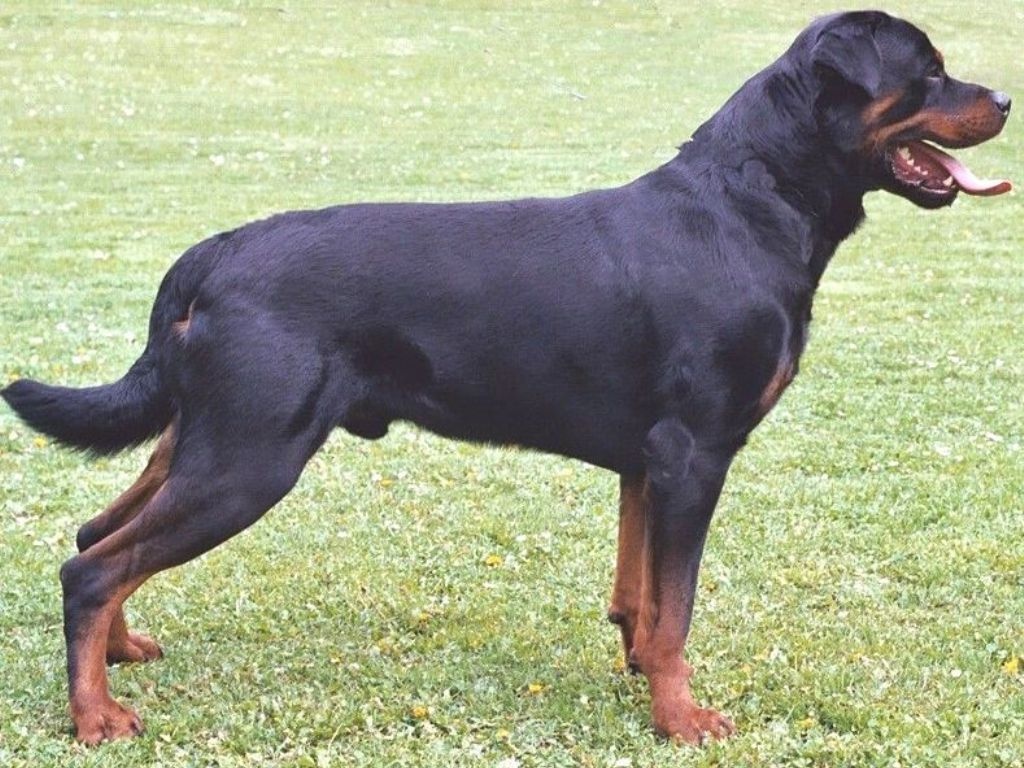 Rottweiler Dog Pictures