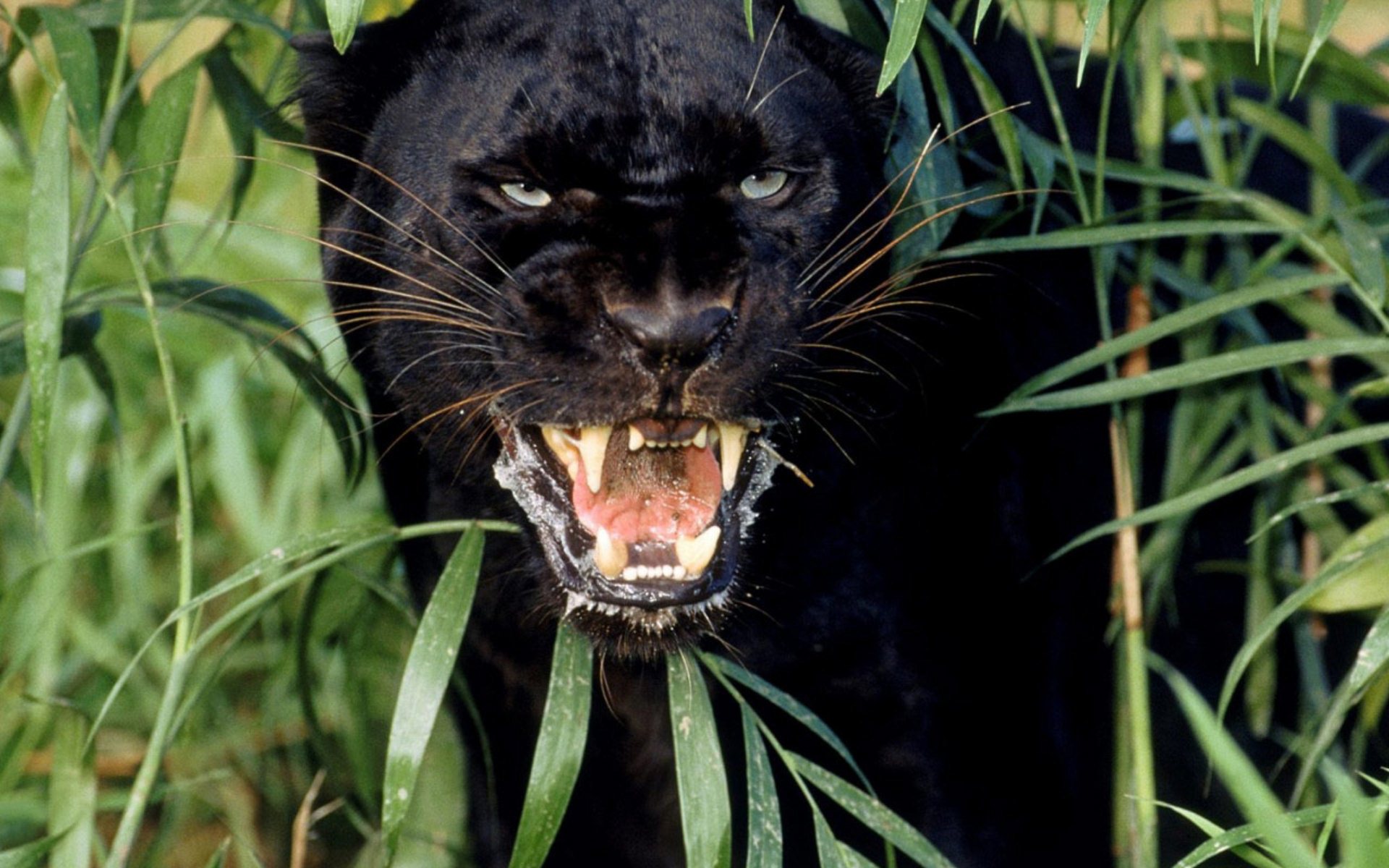 Black Panther Animal Desktop Wallpaper
