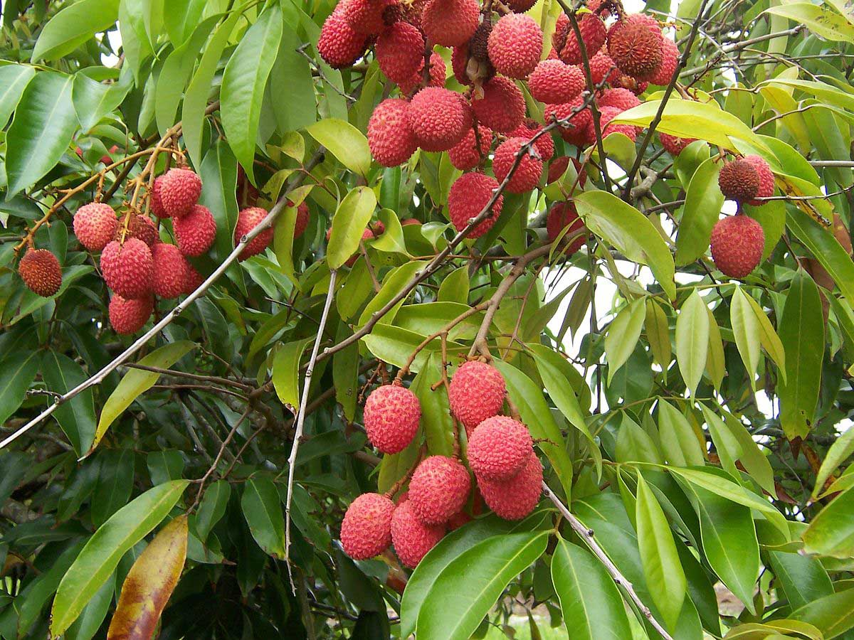 Litchi Tree With Fruits Photos