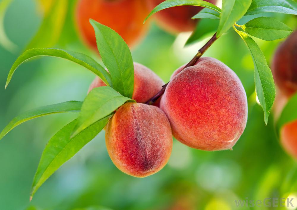 Peach Fruit Poster