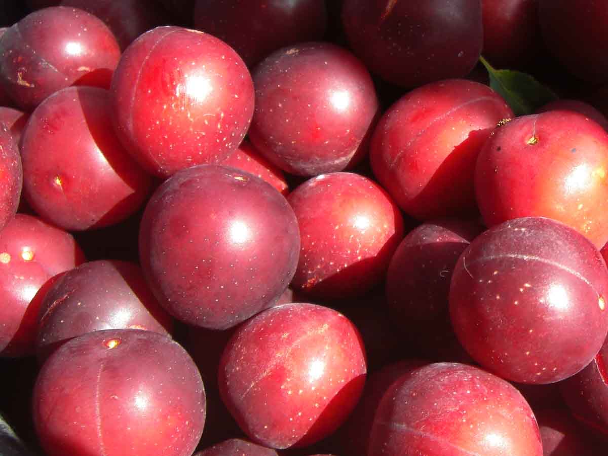 Plums Fruit Wallpapers