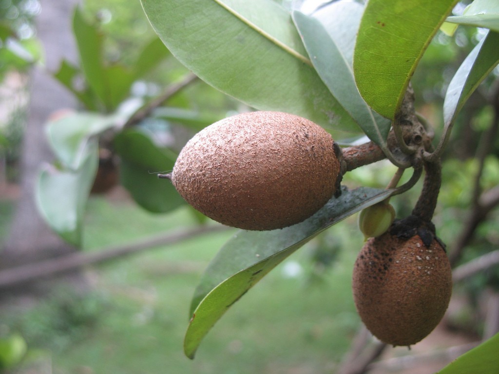 Sapota Fruit In Tree Photos
