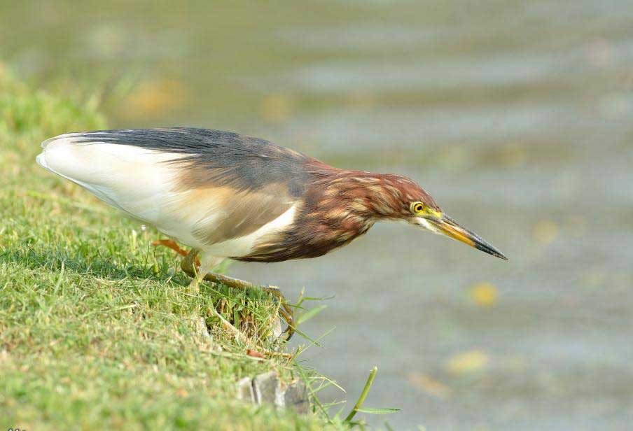 Chinese Pond Heron Images