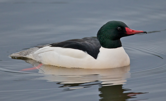 Common Merganser Duck Pictures