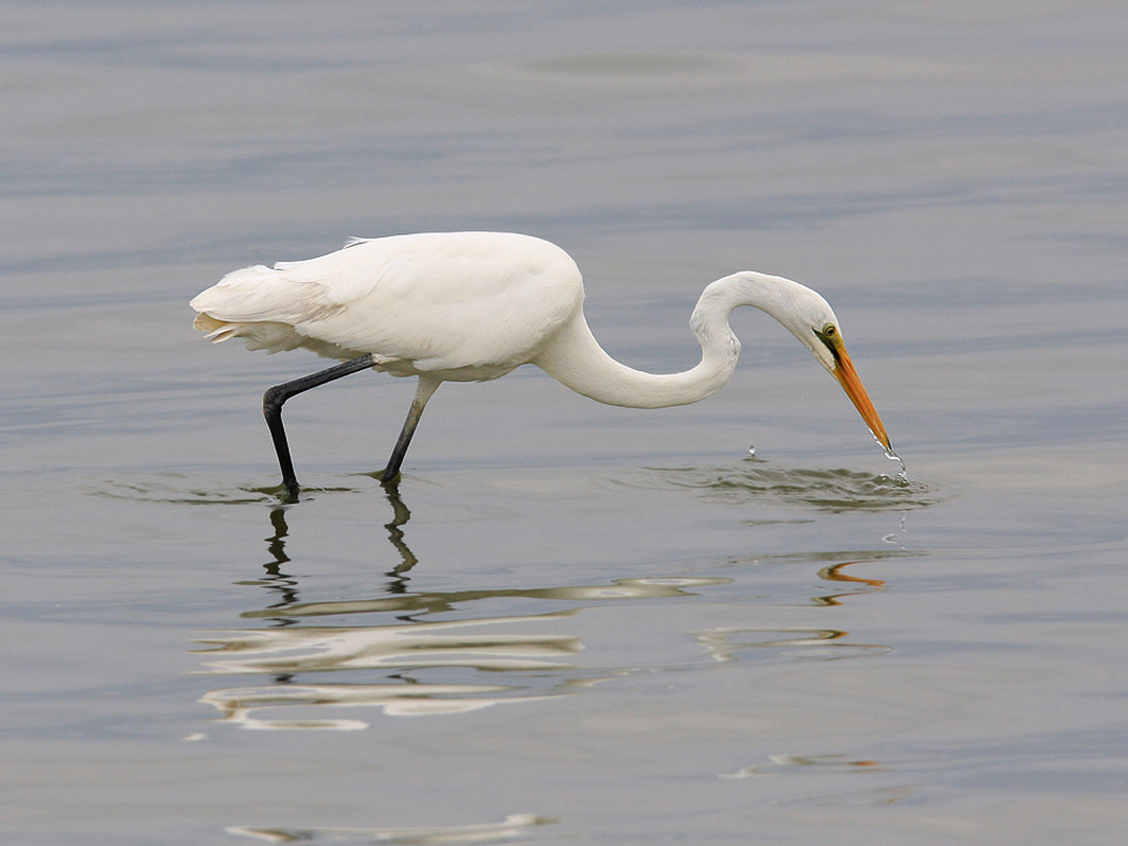Eastern Great Egret Fishing Photos