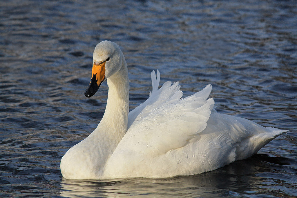 Female Whooper Swan Pictures