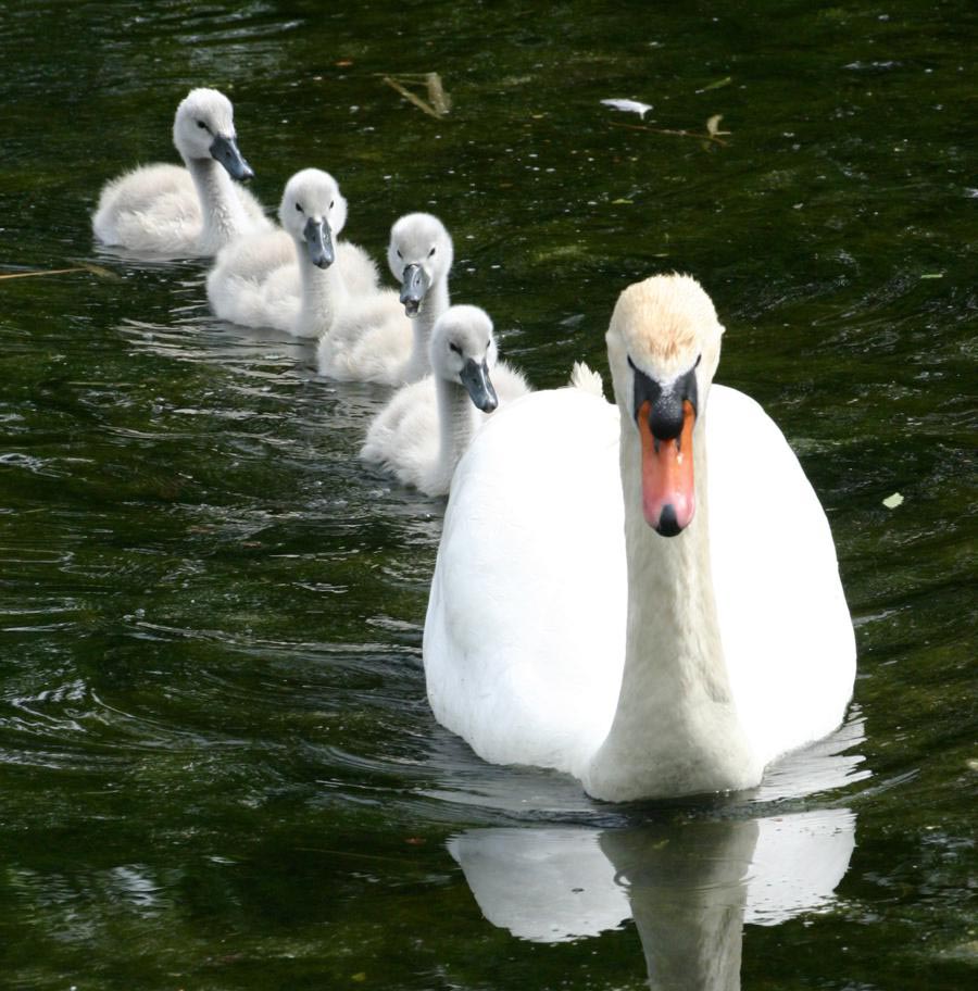 Mute Swan Baby Photos