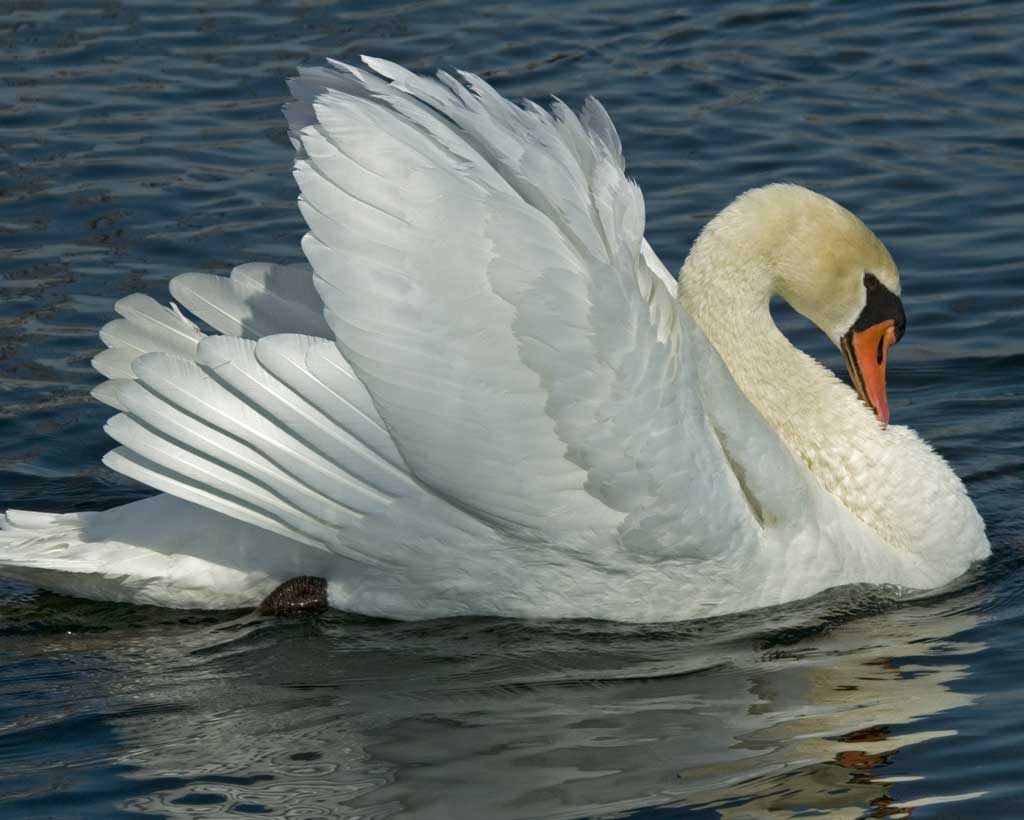 Mute Swan Female Pictures