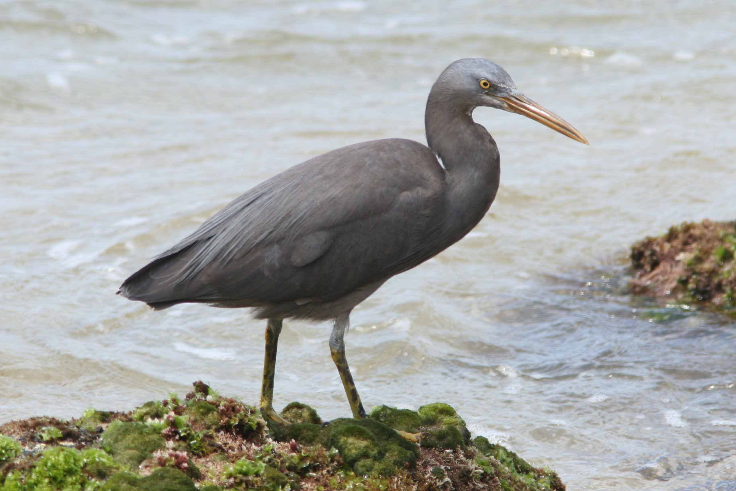 Pacific Reef Heron Pictures