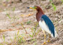 chinese pond heron pictures