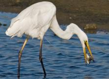eastern great egret pictures
